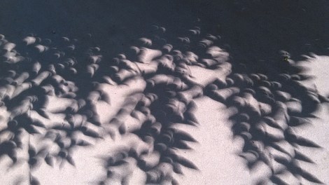 shadows from leaves during an eclipse, the space between the shadows is make of crescents of light